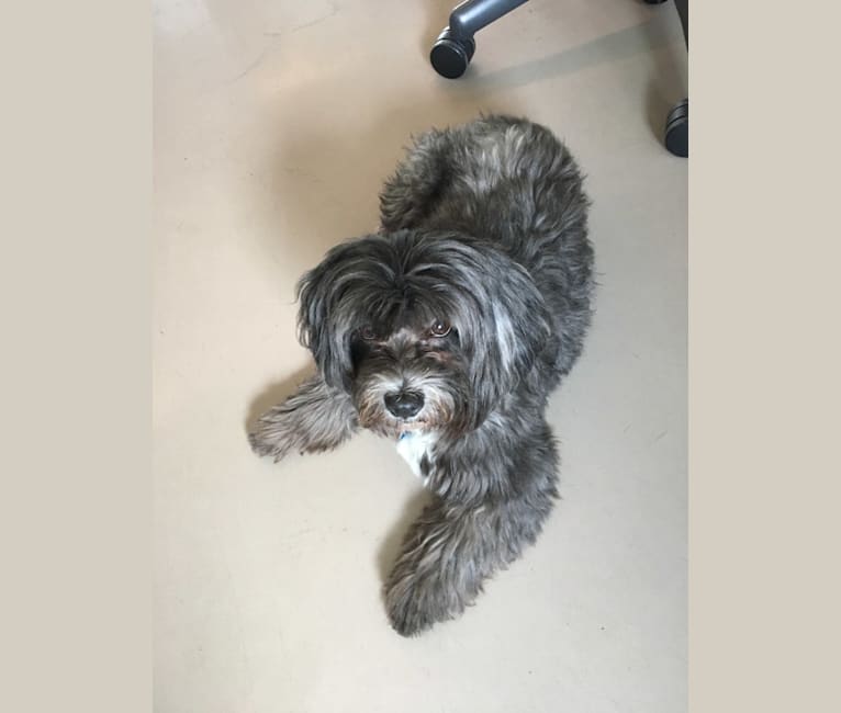 Photo of Baxter, a Shih Tzu, Poodle (Small), and Pomeranian mix in Los Angeles, California, USA