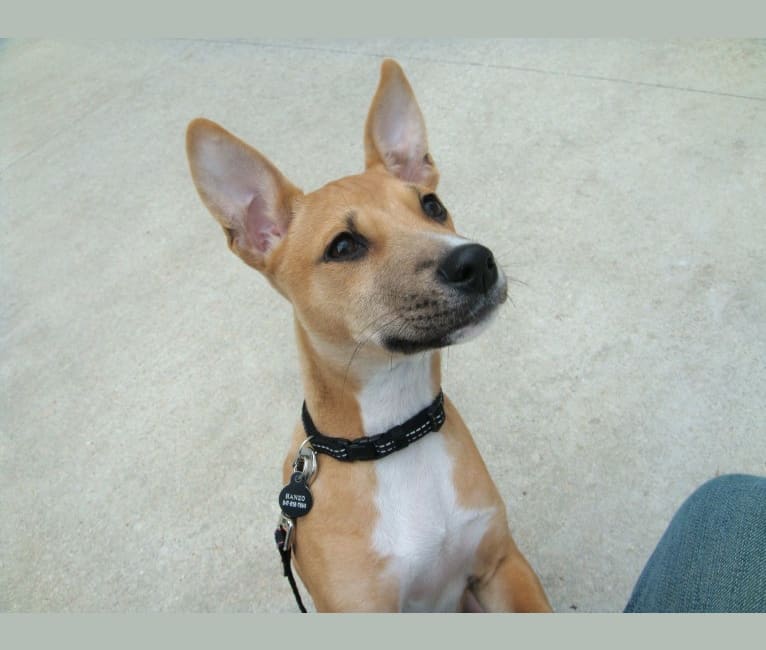 Photo of Hanzo, a Basenji and American Pit Bull Terrier mix in Chicago, Illinois, USA