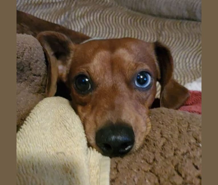 Casey, a Dachshund tested with EmbarkVet.com