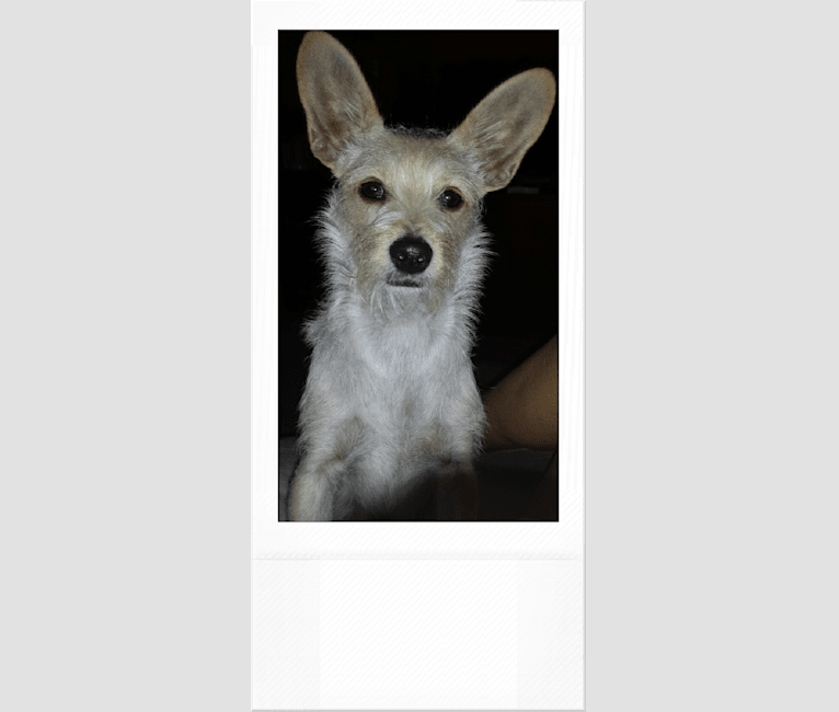 Thumper, a Chihuahua and Poodle (Small) mix tested with EmbarkVet.com