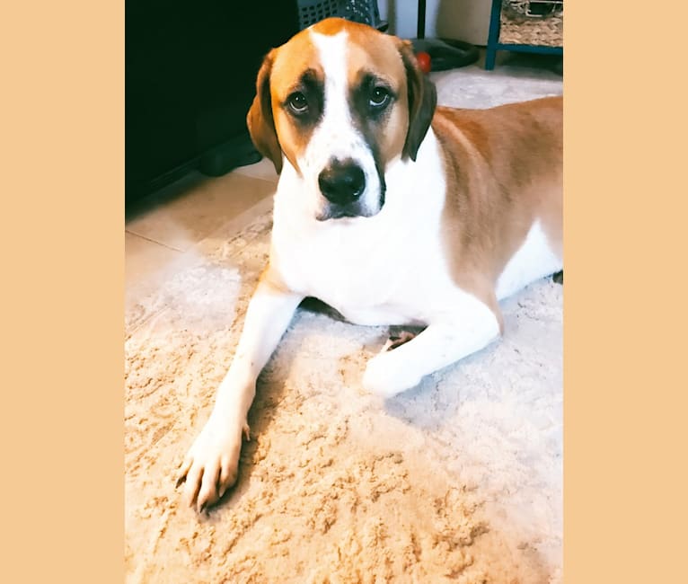 Romeo, an American Pit Bull Terrier and Labrador Retriever mix tested with EmbarkVet.com