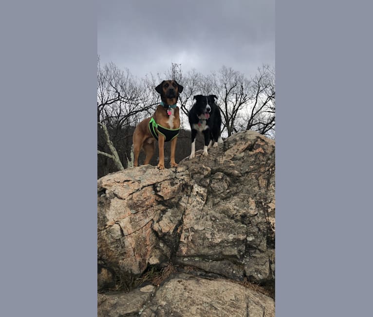 Rufus, a Rottweiler and Beagle mix tested with EmbarkVet.com