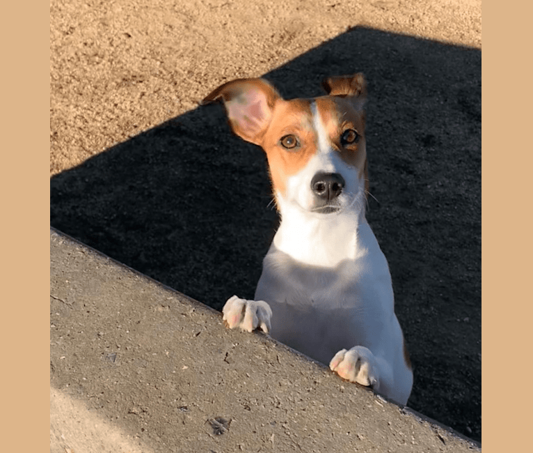 Miss Brady, a Rat Terrier and Beagle mix tested with EmbarkVet.com