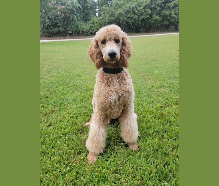 Photo of Milo, a Poodle (Standard)  in Texas, USA
