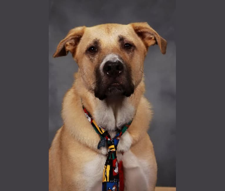 Walter, a Great Pyrenees and American Pit Bull Terrier mix tested with EmbarkVet.com