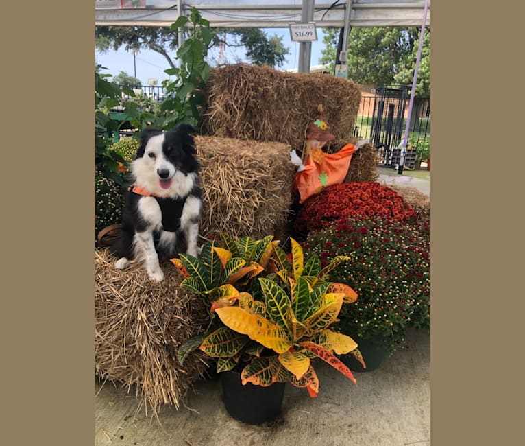 Cricket, an Australian Shepherd tested with EmbarkVet.com