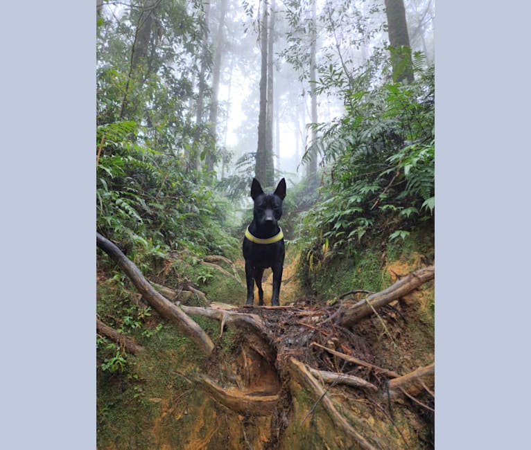 李白, a Formosan Mountain Dog tested with EmbarkVet.com