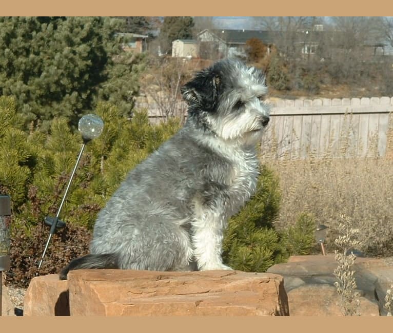 Crested schnauzer sales