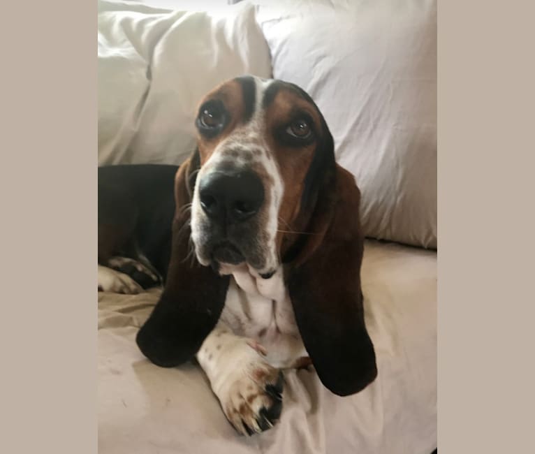 Woodrow S. Grumbly, a Basset Hound tested with EmbarkVet.com