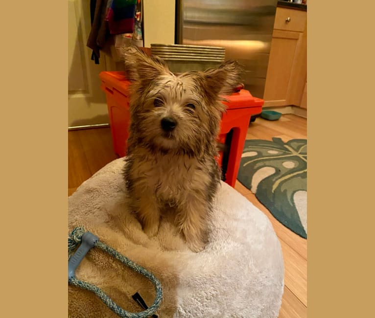 Photo of Luna, a Cairn Terrier, Poodle (Small), Pomeranian, and West Highland White Terrier mix in Seattle, Washington, USA