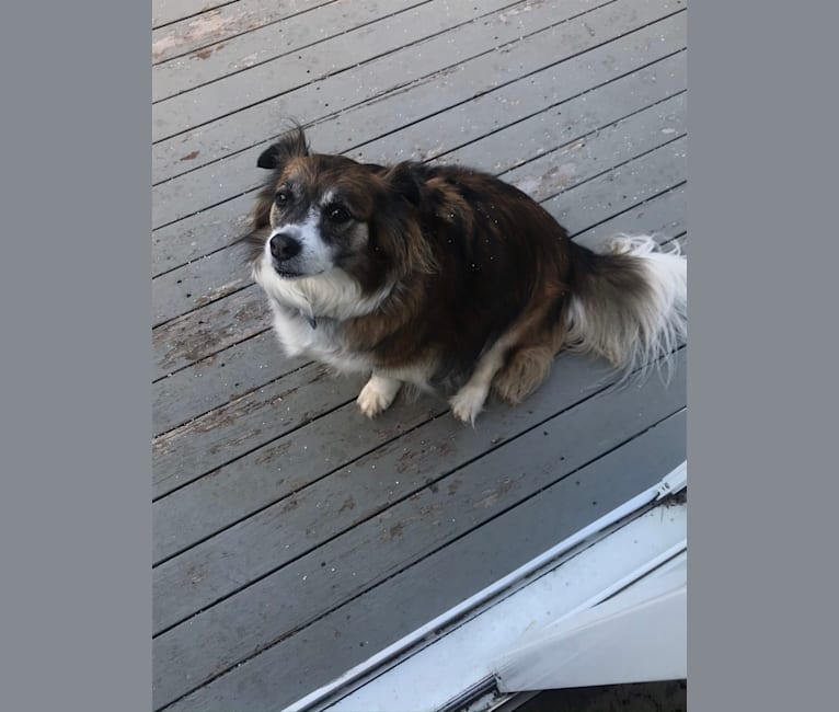 Caramel, an Australian Shepherd and Pekingese mix tested with EmbarkVet.com