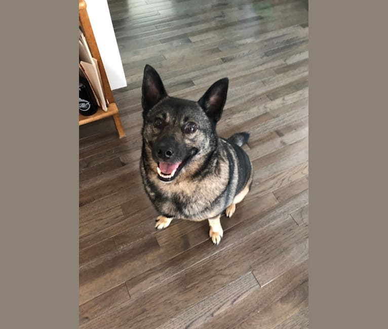Photo of Smokey, a Norwegian Elkhound  in Point Pleasant, New Jersey, USA