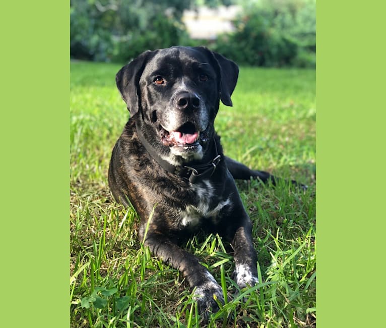 Cane corso st bernard mix outlet