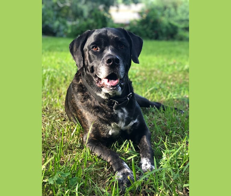 Hank, a Saint Bernard and Cane Corso mix tested with EmbarkVet.com