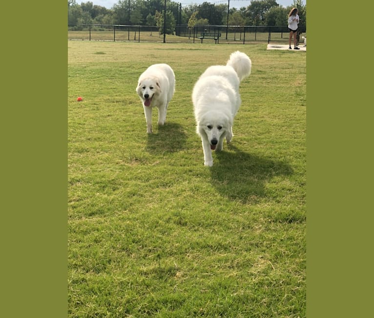Looney “Chik’in Mini Bandit” Bear, a Great Pyrenees tested with EmbarkVet.com