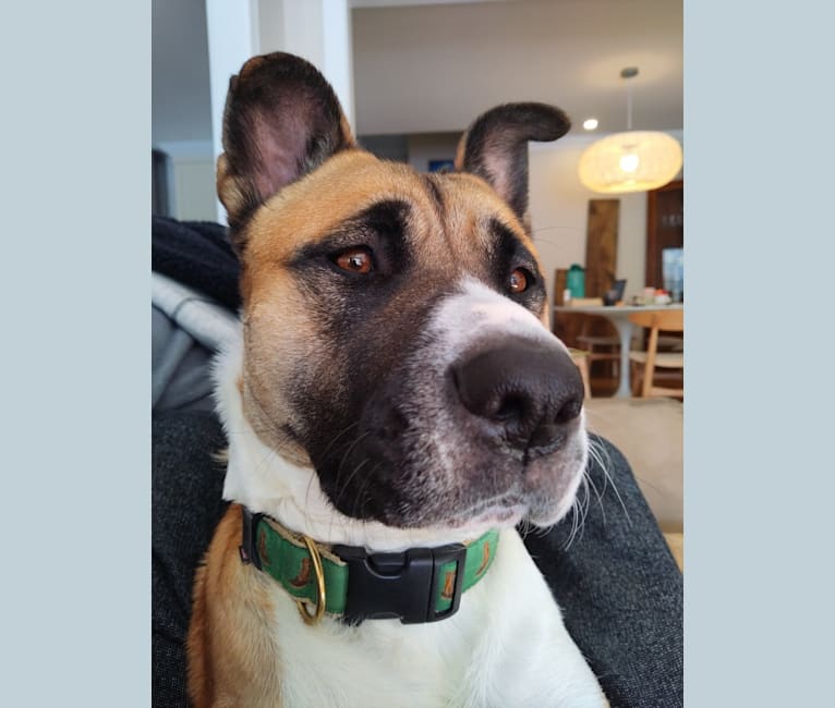 Winston Park, an Akita and American Pit Bull Terrier mix tested with EmbarkVet.com