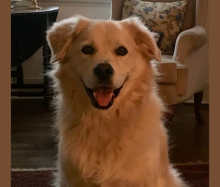 american eskimo golden retriever mix puppy