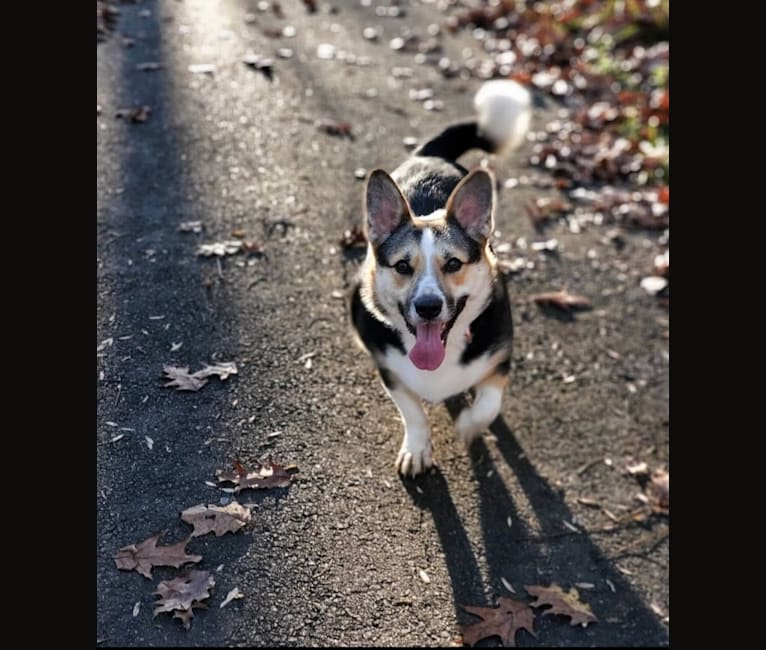 Luna, a Border Collie and German Shepherd Dog mix tested with EmbarkVet.com