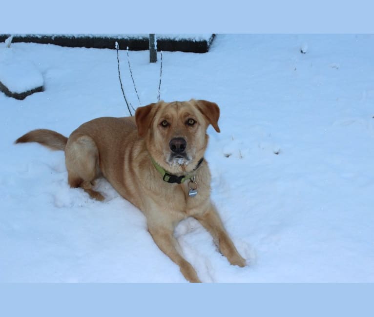 Brody, a Golden Retriever and German Shepherd Dog mix tested with EmbarkVet.com