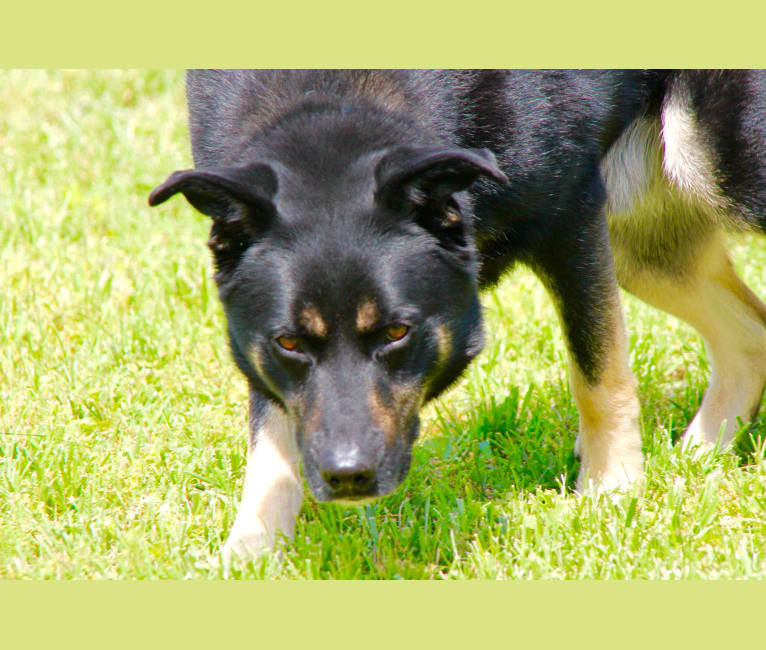 Kai, a Siberian Husky and German Shepherd Dog mix tested with EmbarkVet.com