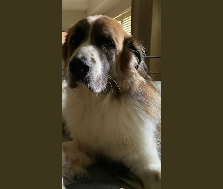 Embark Dog DNA Test Breed