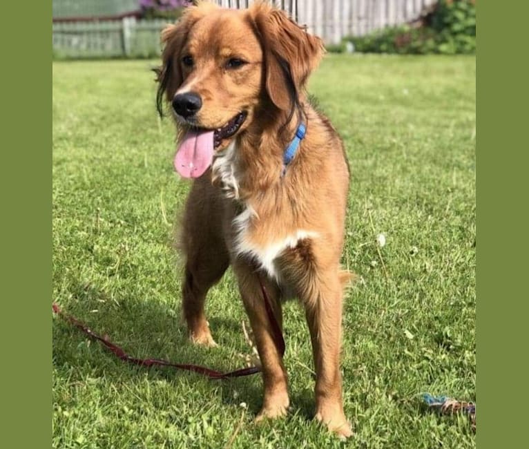 Embark Dog Dna Test Breed