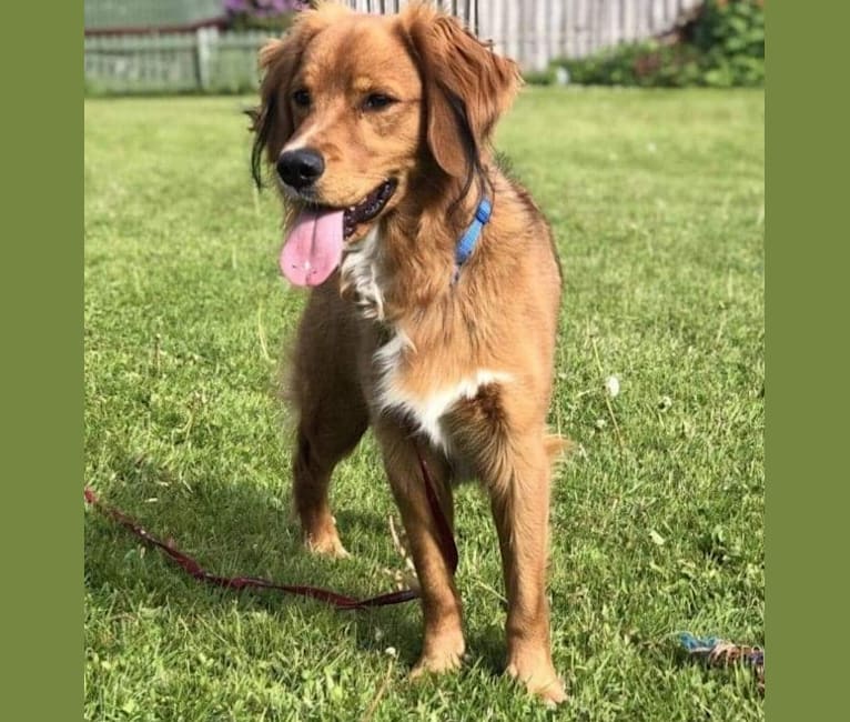 Hugo, a Norwegian Buhund and English Springer Spaniel mix tested with EmbarkVet.com