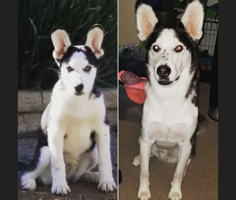 Blitz, a Siberian Husky and Cocker Spaniel mix tested with EmbarkVet.com