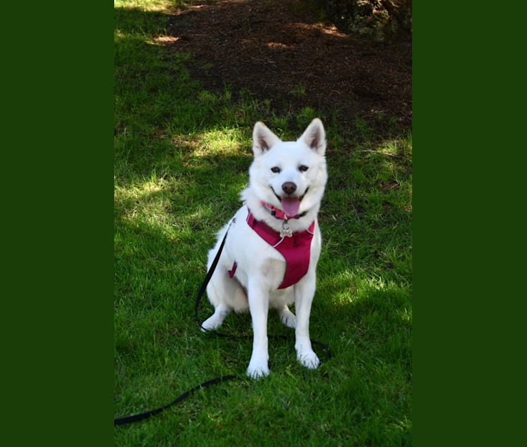 Pearl, a Japanese or Korean Village Dog and Jindo mix tested with EmbarkVet.com