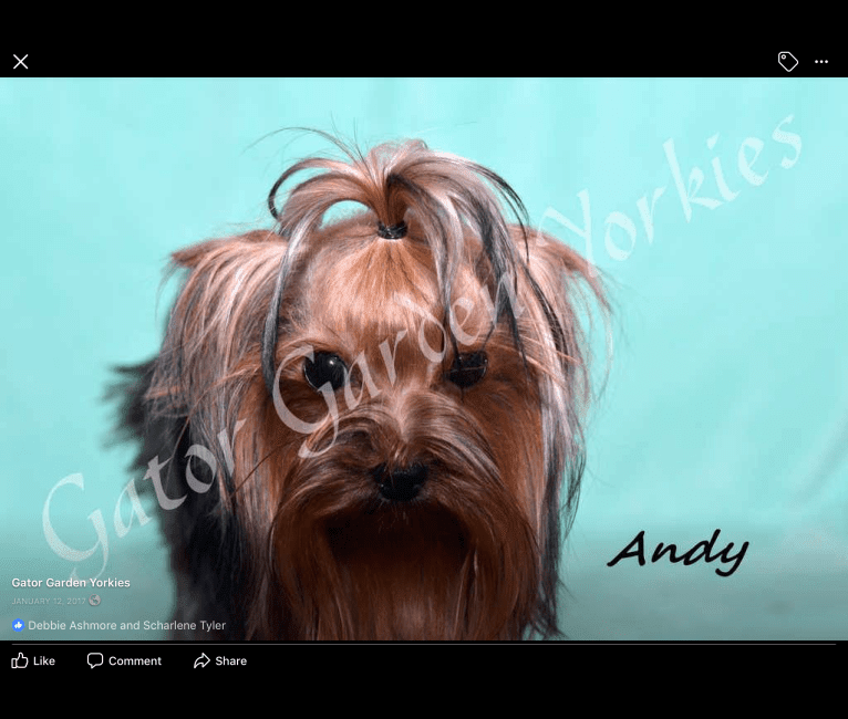 Andy, a Yorkshire Terrier tested with EmbarkVet.com