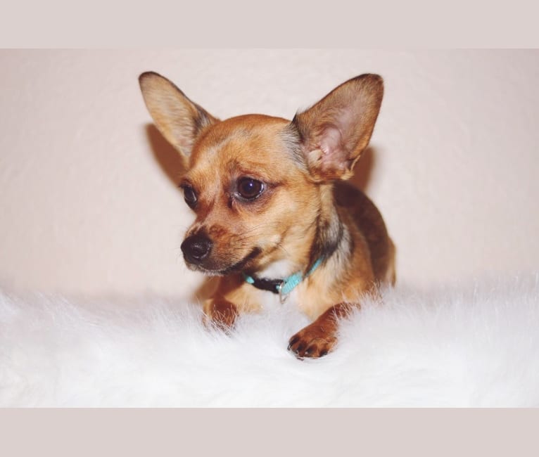 Zephyr, a Chihuahua and Yorkshire Terrier mix tested with EmbarkVet.com
