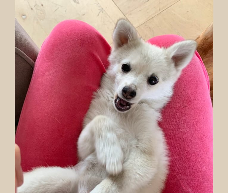 Pom klee kai sales