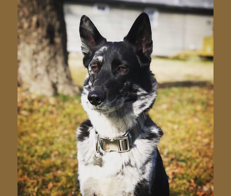 Chinook, a German Shepherd Dog and Siberian Husky mix tested with EmbarkVet.com