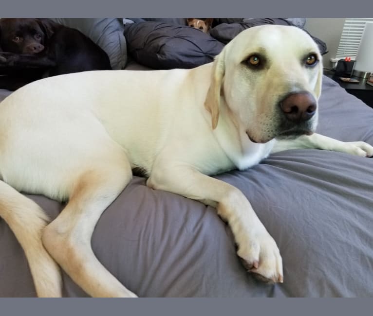 Samson, a Labrador Retriever tested with EmbarkVet.com