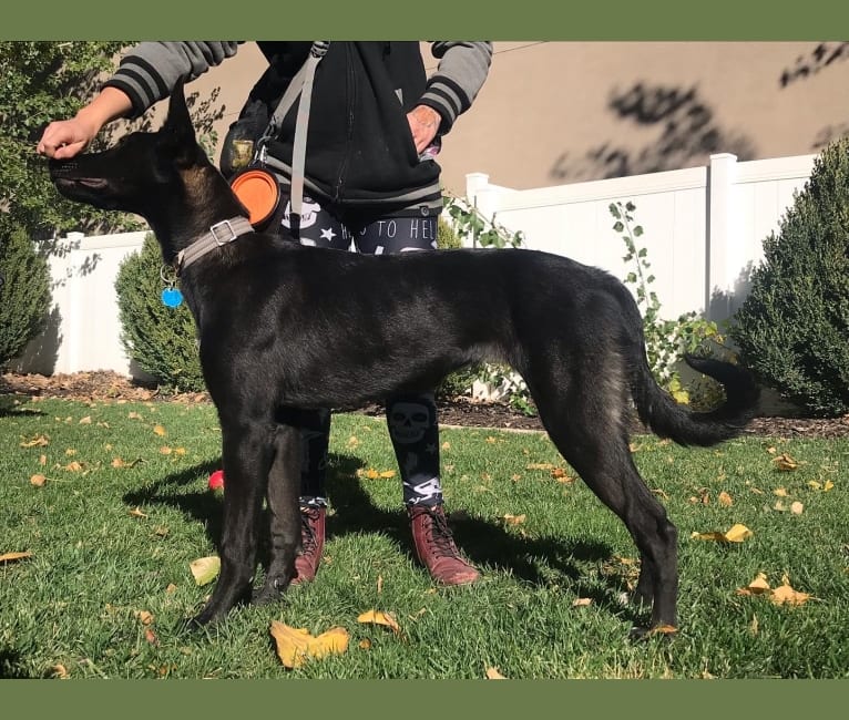 Malamute hound mix clearance