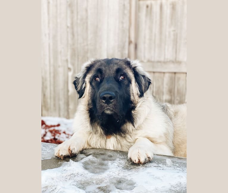 Photo of Franklyn, an Anatolian Shepherd Dog and Great Pyrenees mix in Colorado, USA