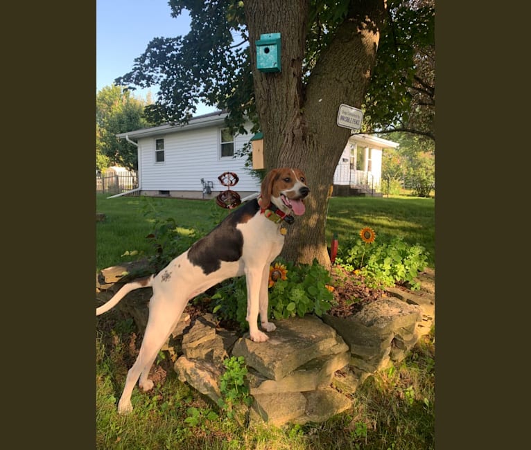 Photo of Luna, a Treeing Walker Coonhound  in Bear Creek, Wisconsin, USA