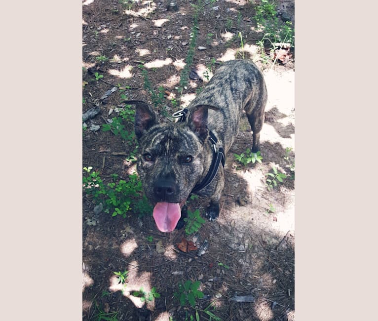 Photo of Paxton, an American Pit Bull Terrier, Boxer, and Chow Chow mix in Charlotte, North Carolina, USA