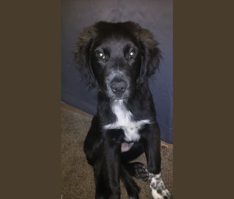 Border collie st bernard mix sale