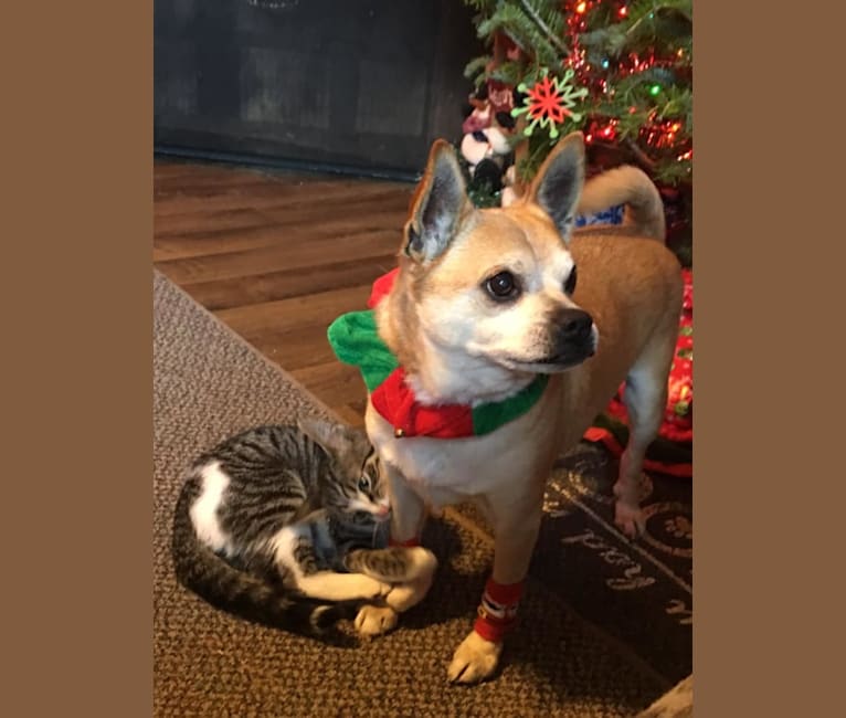 Frankie, a Chihuahua and Miniature Pinscher mix tested with EmbarkVet.com