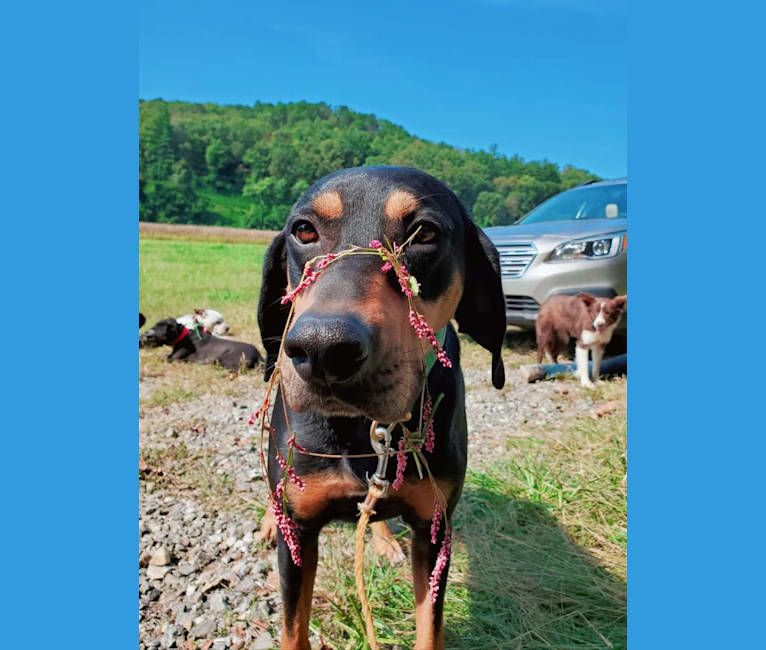 Wyatt, an American Leopard Hound tested with EmbarkVet.com