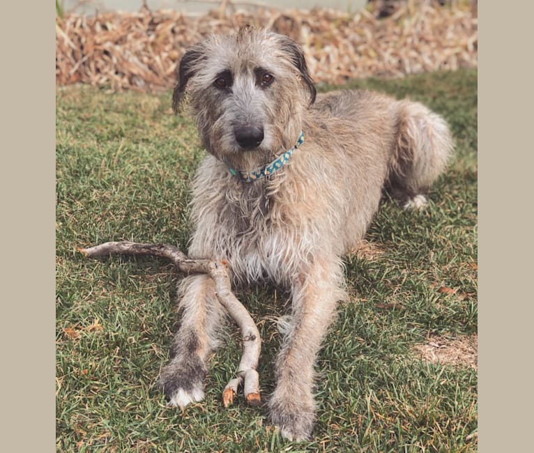 Photo of Beatrice, an Irish Wolfhound  in Arkansas, USA