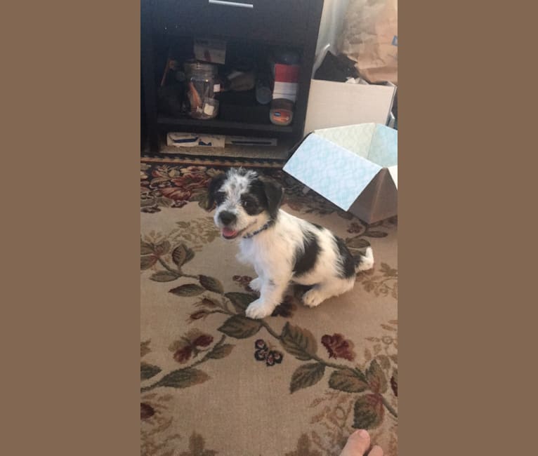 Oliver, a Shih Tzu and Chihuahua mix tested with EmbarkVet.com