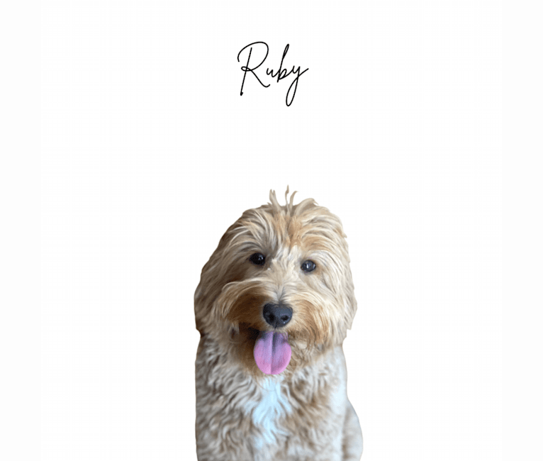 Ruby, a Goldendoodle tested with EmbarkVet.com