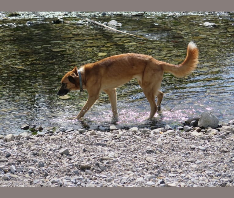 Kumo, a German Shepherd Dog and Labrador Retriever mix tested with EmbarkVet.com