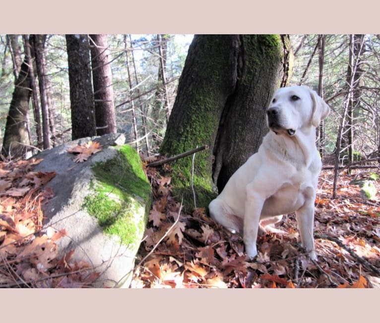 Jasper, a Labrador Retriever tested with EmbarkVet.com