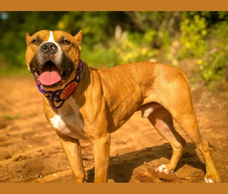 Waldo, an American Pit Bull Terrier tested with EmbarkVet.com