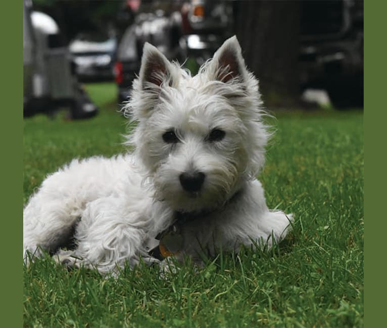 Finn, a West Highland White Terrier tested with EmbarkVet.com