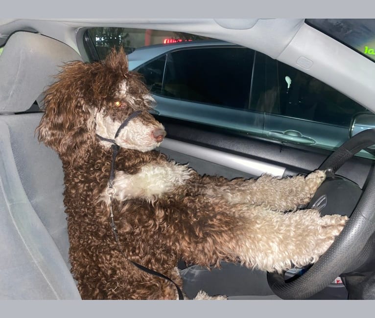 Photo of Riggs, a Poodle (Standard)  in Las Vegas, NV, USA