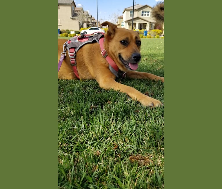 Penny, a Staffordshire Terrier and German Shepherd Dog mix tested with EmbarkVet.com